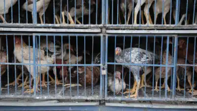 Venda frangos no Paranoá (região administrativa do DF). O Ministério da Agricultura e Pecuária informou que o risco de infecção humana por gripe aviária é considerado baixo, geralmente restrito a pessoas com contato direto com aves contaminadas (vivas ou mortas). O órgão confirmou o 1º foco do vírus da influenza aviária em aves de criação comercial no Brasil. Segundo o ministério, os produtos inspecionados no local permanecem seguros para consumo. | Sérgio Lima/poder360 - 19.mai.2025