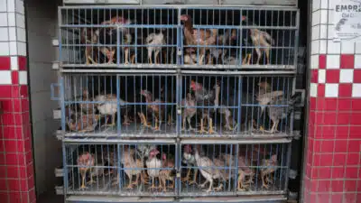 Venda frangos no Paranoá (região administrativa do DF). O Ministério da Agricultura e Pecuária informou que o risco de infecção humana por gripe aviária é considerado baixo, geralmente restrito a pessoas com contato direto com aves contaminadas (vivas ou mortas). O órgão confirmou o 1º foco do vírus da influenza aviária em aves de criação comercial no Brasil. Segundo o ministério, os produtos inspecionados no local permanecem seguros para consumo. | Sérgio Lima/poder360 - 19.mai.2025