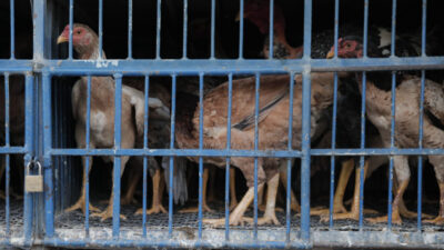 Venda frangos no Paranoá (região administrativa do DF). O Ministério da Agricultura e Pecuária informou que o risco de infecção humana por gripe aviária é considerado baixo, geralmente restrito a pessoas com contato direto com aves contaminadas (vivas ou mortas). O órgão confirmou o 1º foco do vírus da influenza aviária em aves de criação comercial no Brasil. Segundo o ministério, os produtos inspecionados no local permanecem seguros para consumo. | Sérgio Lima/poder360 - 19.mai.2025