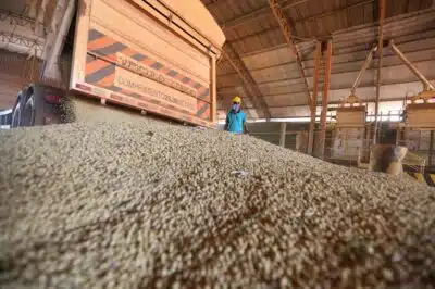 Armazenamento da soja após a colheita realizada na Fazenda Itamarati, do grupo Amaggi, em Tangará da Serra(MT). - Crédito:ALEX SILVA/ESTADÃO CONTEÚDO/AE/Código imagem:210232