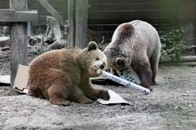 A handout picture released by Wildwood Devon wildlife park on June 24, 2025 shows two bears Misha and Lucy, both 4, in their enclosure at Wildwood Devon in Ottery St Mary, southwestern England. The two young bears escaped from their enclosure and devoured a week's worth of food store honey before falling asleep, the attraction said. (Photo by Handout / WILDWOOD TRUST / AFP) / RESTRICTED TO EDITORIAL USE - MANDATORY CREDIT 