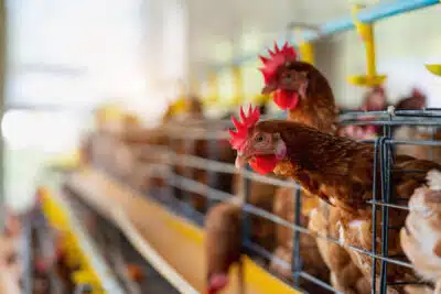 Brasil autoriza importação de frango para 17 países após suspensão da gripe aviária Brasil autoriza importação de frango para 17 países após suspensão da gripe aviária
