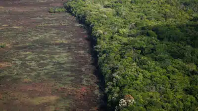 Desmatamento na Amazônia em julho aumenta 4% após queimadas