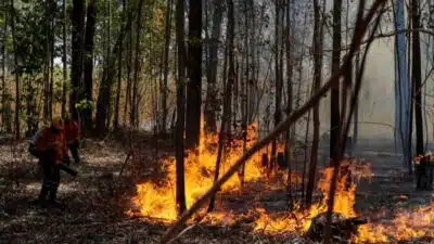 Brasil teve 9.803 ocorrências de incêndio em julho