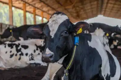 Danone reduz emissões com projeto que usa vacas e música clássica