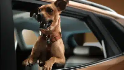 Chevrolet e Netflix lançam carro especial em homenagem a “Caramelo” Chevrolet e Netflix lançam carro especial em homenagem a “Caramelo”