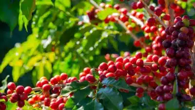 Uganda: Exportação de Café Cresce 59% e Gera US$ 2,2 Bilhões Uganda: Exportação de Café Cresce 59% e Gera US$ 2,2 Bilhões