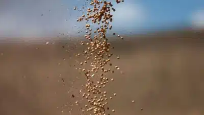 Monções Tardias Causam Prejuízos em Colheitas da Índia Monções Tardias Causam Prejuízos em Colheitas da Índia