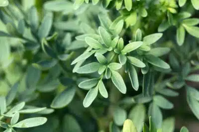Kelida Marques ensina simpatias e plantas para proteger o lar de energias negativas Kelida Marques ensina simpatias e plantas para proteger o lar de energias negativas