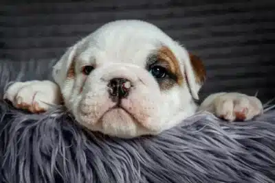 Cachorro ou gato mais velho: estudos revelam a verdade sobre a idade dos pets