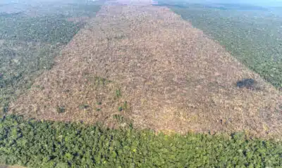 Amazônia perde 1,2 mil campos de futebol por dia, alerta estudo