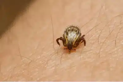 Parque de Lavras em SP é interditado após mortes por febre maculosa, confirma prefeitura de Salto Parque de Lavras em SP é interditado após mortes por febre maculosa, confirma prefeitura de Salto