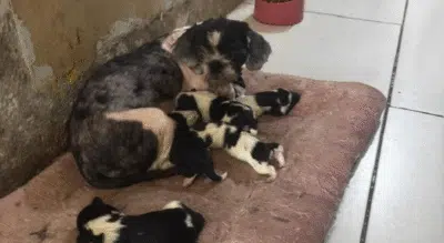Cachorros resgatados em canil clandestino no Rio de Janeiro sofrem com sarna e maus-tratos