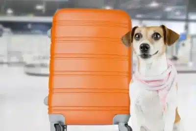 Europa determina que cachorro tem o mesmo valor que bagagem em voos após caso da Iberia Europa determina que cachorro tem o mesmo valor que bagagem em voos após caso da Iberia
