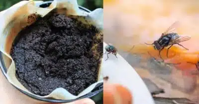 Diga Adeus às Moscas na Cozinha: Truque Caseiro e Riscos à Saúde
