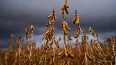 China impõe restrições à soja brasileira: Cargill, Dreyfus e outras suspensas