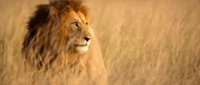 Brasil: Nova Lei do IR Isenta Milhões em 2026 – Saiba Como!