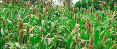 China Recebe Primeira Carga de Sorgo dos EUA Após Reunião de Líderes