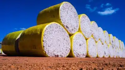 StoneX revisa queda na safra de algodão 2025/26 do Brasil e alerta para riscos climáticos