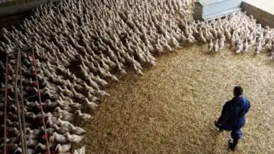 Gripe Aviária: Alerta de Especialistas e Risco de Pandemia Global