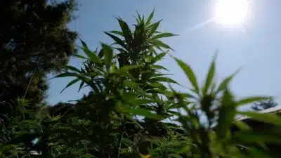 Mercado da Cannabis no Brasil Cresce 11,2% e Novas Oportunidades Surgem