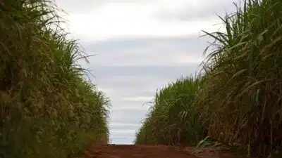 StoneX revisa projeção de moagem e açúcar no Centro-Sul em 2026/27