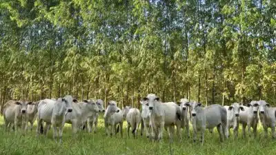 Pecuária Brasileira Brilha na COP30: Inovação e Futuro Sustentável!