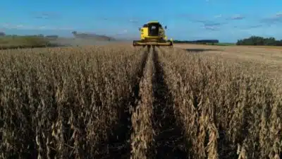 Cerrado Seca: Desmatamento e Soja Perdem US$9,4 Bilhões em 10 Anos