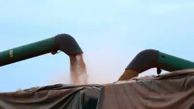 Safra Recorde de Soja Brasileira: Projeções e Desafios Climáticos Revelados!