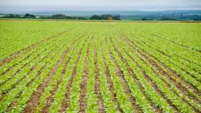 Plantio da Soja e Milho: Avanço e Desafios na Safra 2025/26 – Regiões em Foco