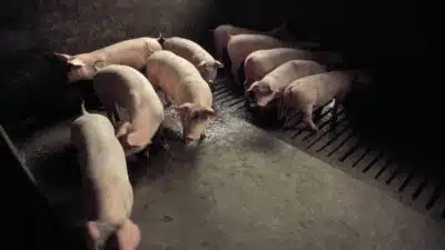 Peste Suína Africana: Alerta na Espanha e Risco a Exportações para a China