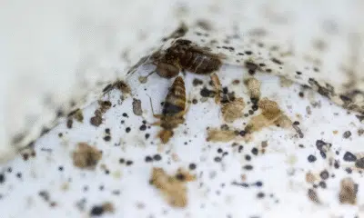 Percevejos tropicais revelam segredos do DNA e podem resolver crimes!