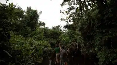 Países europeus investem US$2,5 bilhões na proteção da floresta do Congo