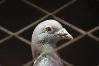 Pombos usam ouvido interno como bússola biológica: estudo inovador revela!