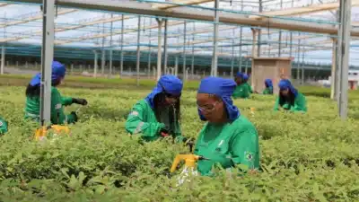 AVB Investe R$ 50 Milhões em Biocarbono com Inovação e Ciência no Maranhão