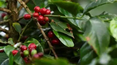 Café e Açúcar: Recuperação Surpreendente no Mercado Global – Tendências e Novas Parcerias!