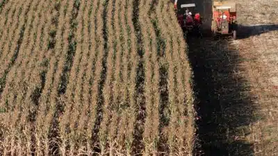 Crise no Crédito Agrícola: Recuperações Judiciais Alarmam o Setor e Bancos