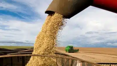 Comissão Europeia Aponta Queda Drástica nas Importações de Soja e Canais em 2025/26