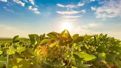 Soja: Produção Brasileira Projeta 180,4 Milhões de Toneladas na Safra 2025/26!