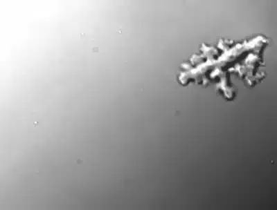 Ameba Incandescente Redefine Limites da Vida em Descoberta Surpreendente na Califórnia