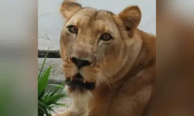 Leoa Leona Sobrevive Após Ataque Trágico no Parque Zoobotânico