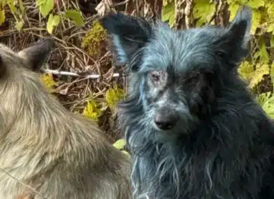 Cães com pelagem azul em Chernobyl: segredos revelados e mitos desfeitos!