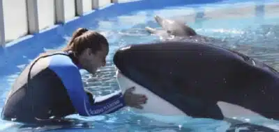 Kshamenk, Última Orca em Cativeiro, Morre na Argentina e Marca Fim de Época