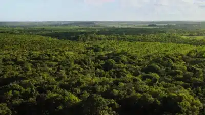 Petrobras e Shell Lançam Projeto Gigante para Inventário de Carbono no Brasil!