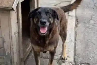 Cão “Orelha”: Justiça é Exigida em Santa Catarina Após Trágico Caso e Suspeitos Revelados