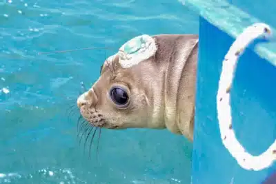 Elefante-Marinho Reinado: Filhote Solto no Paraná Após 10 Anos!