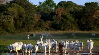 Mulheres do Pantanal: A Voz Transformadora que Preserva o Bioma Mais Rico do Brasil