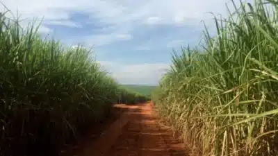 Produtividade da Cana-de-Açúcar Dispara e Depois Cai: O Que Aconteceu no Centro-Sul em 2025?