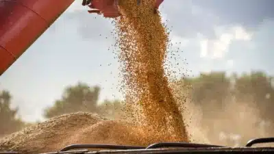 Mato Grosso Liberta Agronegócio: Abiove Sai da Moratória e Garante Futuro à Soja!