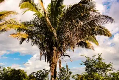 Cimento Apodi Revoluciona Carnaúba, Transformando Resíduos em Energia Renovável!